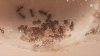 Lasius niger kolonie [upl. by Nalepka538]