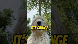 Mavericks Says It’s True funnydogs goldendoodle cutedog [upl. by Llenrac]