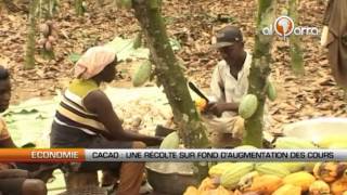 Cacao  Une récolte sur fond daugmentation des cours [upl. by Hubie]