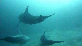 Dolphin mating and Dugong Red Sea [upl. by Cleon]