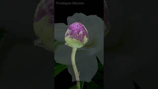 🌹 Blooming Flowers Timelapse Full HD 2024 Timelapse Blooms shorts 1 [upl. by Loveridge]