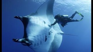 Stingrays and dolphins Beautiful dive [upl. by Noirda]