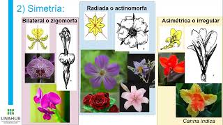 Clase 5 Flor inflorescencia y polinización Parte 2 [upl. by Norvall]