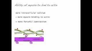 Contractility CV variables part 3b [upl. by Meesak287]