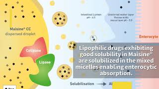 Maisine® CC for improved bioavailability of lipophilic drugs [upl. by Stanton]