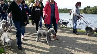 Rother Valley Bedlington WalkBy [upl. by Brocky]