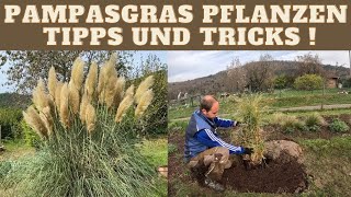 Pampasgras pflanzen  Cortaderia Pumila Tipps und Tricks [upl. by Adnol]