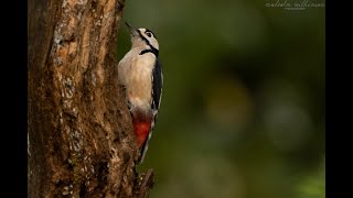 Birding in Autumn Lochside and hide plus otter shows [upl. by Ellehcear]