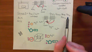 Adenylyl Cyclase Part 6 [upl. by Suicul]