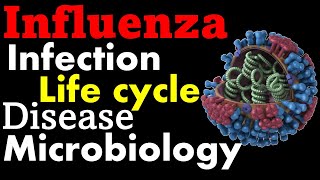 Influenza virus structure infection and replication [upl. by Ozkum587]