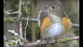 Red flanked Bluetail Marshfield Gloucestershire [upl. by Adnesor135]