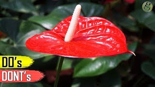 ANTHURIUM PLANT CARE TIPS – INDOOR FLOWERING PLANT [upl. by Fu]