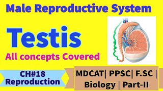 Structure of Human Testis Scrotum Duct System Why testis are outside the human body [upl. by Wells]