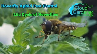 Hoverfly Aphid Control Life Cycle Of Hoverflies [upl. by Noyek538]