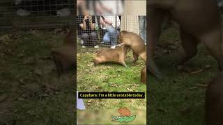 Fighting Capybaras They are not as Chill as Usual Today capybara [upl. by Wildee]