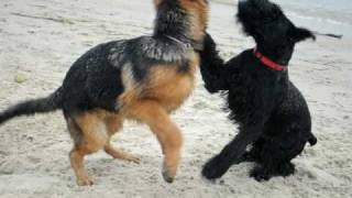 Giant Schnauzer and German Shepherd puppies playing [upl. by Rivard]