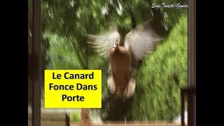 Regardez Ce Qui Arrive Quand Le Canard Colvert Fonce Dans la Porte  Aventure Oiseaux Nature [upl. by Saerdna]