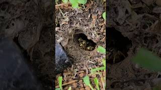 Angry and AGGRESSIVE Yellow Jacket Ground nest hornetking wasp sting [upl. by Pellet]