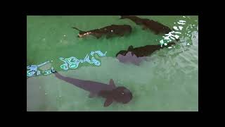 Thailand MEKONG GIANT CATFISH Endangered Species Ayutthaya [upl. by Aihsiyt]