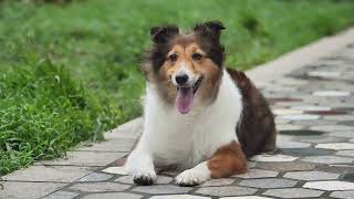 Shetland Sheepdog The Adorable Companion [upl. by Aneer]