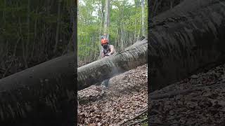 Piped husqvarna372xp 🔥 asmr chainsaw lumberjack chainsaws lumberjacking husqvarna [upl. by Carolyn]