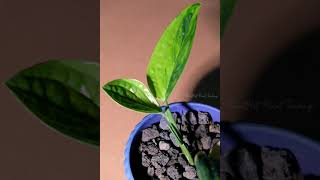 Variegated Monstera Peru TimeLapse New Leaf Unfurling [upl. by Yatzeck288]