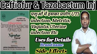 Ceftiofur with Tazobactum Injection Veterinary  Xyrofur Tazo Injection  Xyrofur injection Xyrofur [upl. by Ecyak]