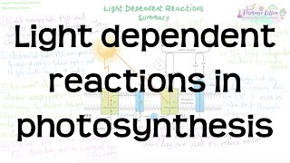 Light Dependent Reactions in Photosynthesis  Revision for Biology ALevel and IB [upl. by Leahey]