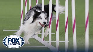 Best of 2022 Masters Agility Championships from Westminster Kennel Club  FOX Sports [upl. by Yeorgi110]