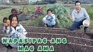 Napasipag ang mag AMA sa pagtatanim ng ONIONS at POTATOES [upl. by Eben]