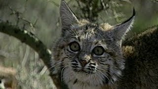 Old School How To Capture amp Tag Bobcats [upl. by Anitreb71]