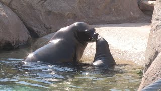 Aslan la nueva cría de león marino del Oceanogràfic de Valencia [upl. by Acim]