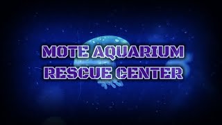 Rescue Center Mote Marine Lab amp Aquarium [upl. by Island]