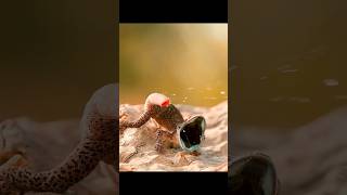 GECKO VS SNAKE snakegeckoforestwildforestfactsviralvideoanimalsanimalplanetindia [upl. by Lednew272]