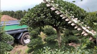 【Ilex】How to Pruning of Ilex crenata 【Japan】 [upl. by Dloreg]