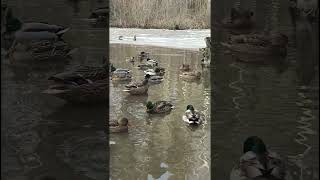 Frozen Duck Pond Preening Feathers ducks nature wildlife [upl. by Bernstein]