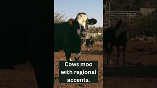 Cows Moo With Regional Accents [upl. by Sperry432]