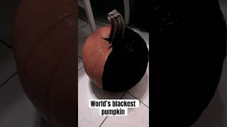 World’s blackest pumpkin￼ [upl. by Lennad]