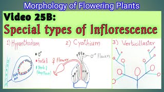 SPECIAL TYPES OF INFLORESCENCE  Hypanthodium Cyathium and Verticillaster Inflorescence  NEET [upl. by Emerald]