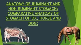 Anatomy Of Ox Horse and Dog Stomach  Comparative Anatomy Of Ruminant and NonRuminant Stomach [upl. by Duffy]