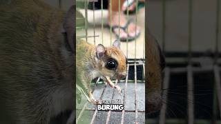 Dapat Tupai Terbang Bukan Sugar Glider sugarglider [upl. by Enaywd]