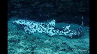 Rare piebald nurse shark with incredible speckled skin may be first on record [upl. by Sillert]