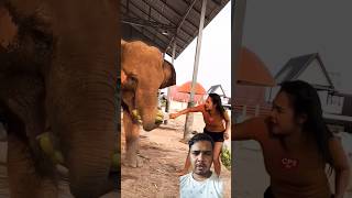 Hungry elephant 😱 shorts viralshorts [upl. by Behnken]