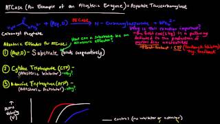 Enzyme Regulation Part 3 of 5  ATCase  Example of an Allosteric Enzyme [upl. by Ubana]