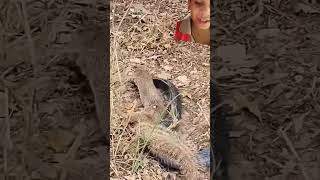 snake vs mongoose unbelievable ultimate fight mangoose snake battle vedanshbaghel18 [upl. by Johnson]