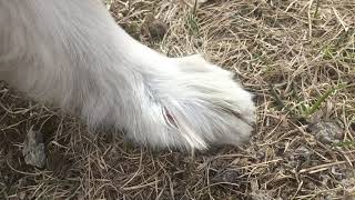 Abscesses Between the Toes Interdigital Furunculosis in Dogs  deep bacterial infection [upl. by Sokairyk]