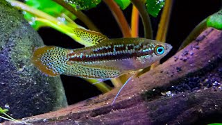 Sparkling Gourami Care and Breeding A Little Fish Gem [upl. by Charleen332]