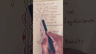 Neuron  The Nerve Cell Biology NEET [upl. by Kronick777]