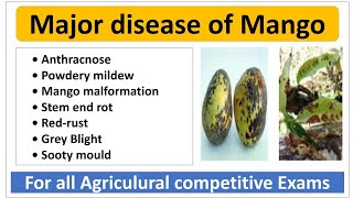 Major Disease of Mango and their managementआम की मुख्य रोग। [upl. by Ellerrad976]