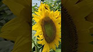 Lets go to Hereward Farms shorts kidsvideo viralshorts ontario summer [upl. by Rausch]